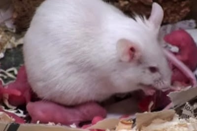 ternak tikus putih