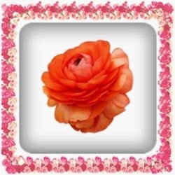 Dalam Cinta Pilih Warna Bunga  Mawar  Sesuai Artinya  