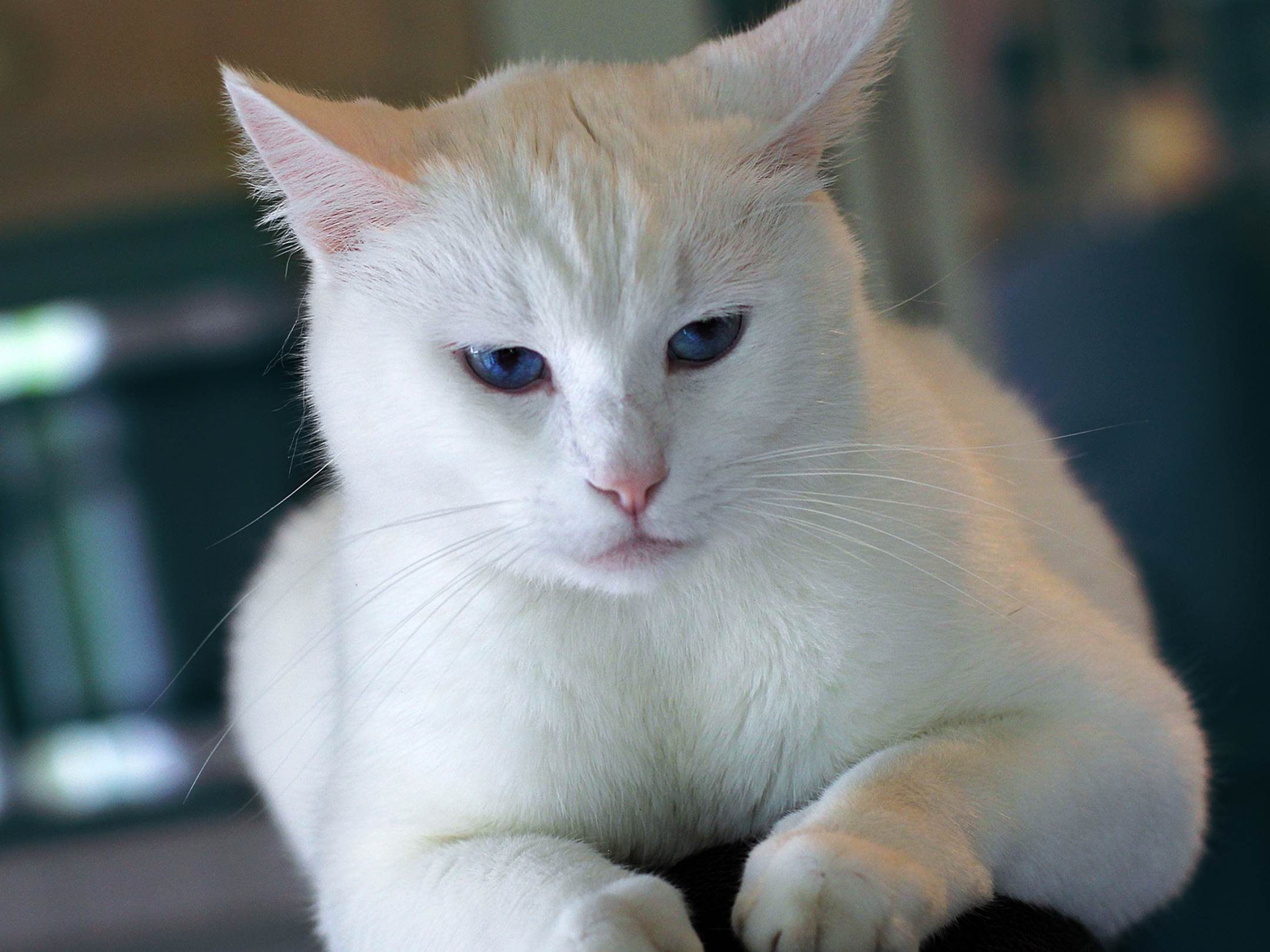 Nama Nama Kucing Jantan Warna Putih lucu Kucing Betina