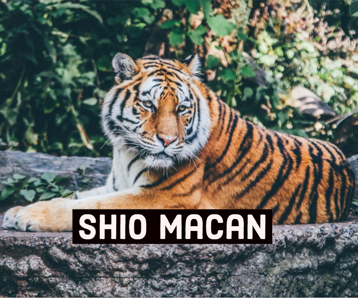 Prediksi Keberuntungan Shio Macan  di Tahun 2022 Kerja Usaha